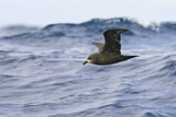 Image. Great-winged Petrel