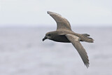 Image. Great-winged Petrel
