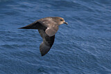 Image. Great-winged Petrel