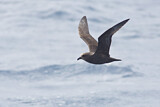 Image. Great-winged Petrel