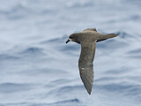 Image. Great-winged Petrel