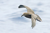 Image. Great-winged Petrel
