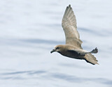 Image. Great-winged Petrel