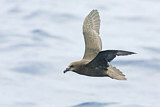 Image. Great-winged Petrel