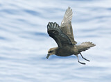Image. Great-winged Petrel