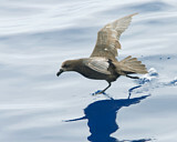 Image. Great-winged Petrel
