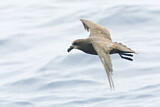 Image. Great-winged Petrel
