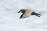Image. Great-winged Petrel