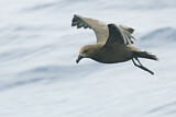 Image. Great-winged Petrel