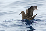 Image. Great-winged Petrel