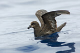 Image. Great-winged Petrel