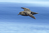 Image. Great-winged Petrel