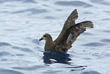 Image. Great-winged Petrel
