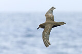 Image. Great-winged Petrel