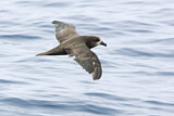Image. Great-winged Petrel