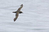 Image. Great-winged Petrel
