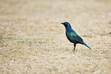 Image. Greater Blue-eared Starling