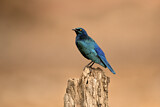 Image. Greater Blue-eared Starling