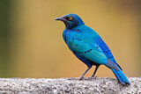 Image. Greater Blue-eared Starling