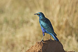 Image. Greater Blue-eared Starling
