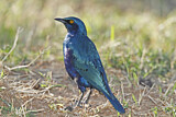 Image. Greater Blue-eared Starling