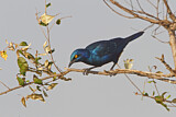 Image. Greater Blue-eared Starling