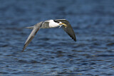 Image. Greater Crested Tern