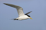 Image. Greater Crested Tern