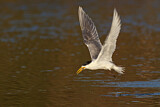 Image. Greater Crested Tern