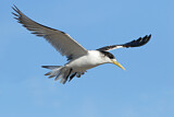 Image. Greater Crested Tern