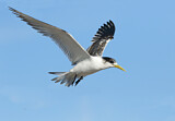 Image. Greater Crested Tern