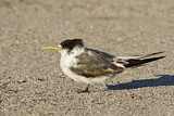 Image. Greater Crested Tern
