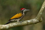 Image. Greater Flameback