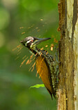 Image. Greater Flameback