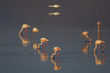 Image. Greater Flamingo & Great Egret