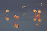 Image. Greater Flamingo & Great Egret