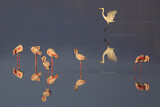Image. Greater Flamingo & Great Egret