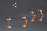 Image. Greater Flamingo & Great Egret