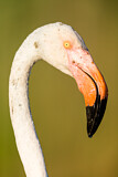 Image. Greater Flamingo