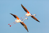 Image. Greater Flamingo