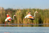 Image. Greater Flamingo
