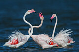 Image. Greater Flamingo