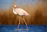 Image. Greater Flamingo