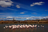 Image. Greater Flamingo