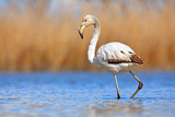Image. Greater Flamingo