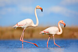 Image. Greater Flamingo