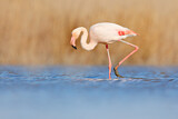 Image. Greater Flamingo