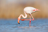 Image. Greater Flamingo
