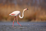 Image. Greater Flamingo