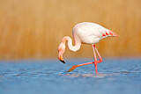 Image. Greater Flamingo